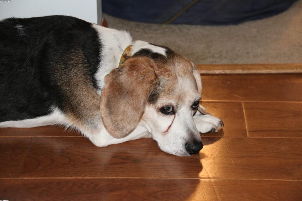 Suelo flotante parquet diferencias