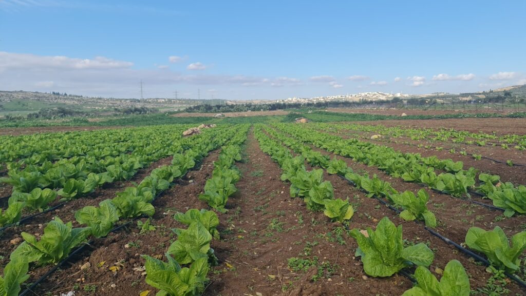 Sistema de riego automatizado: cómo funciona y sus ventajas para tu jardín